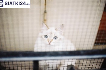Siatki Radzyń Podlaski - Zabezpieczenie balkonu siatką - Kocia siatka - bezpieczny kot dla terenów Radzynia Podlaskiego